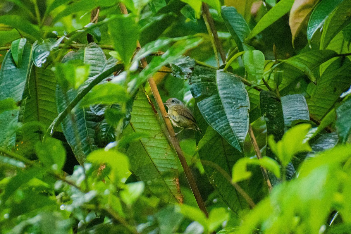 Plain Antvireo - ML614615083