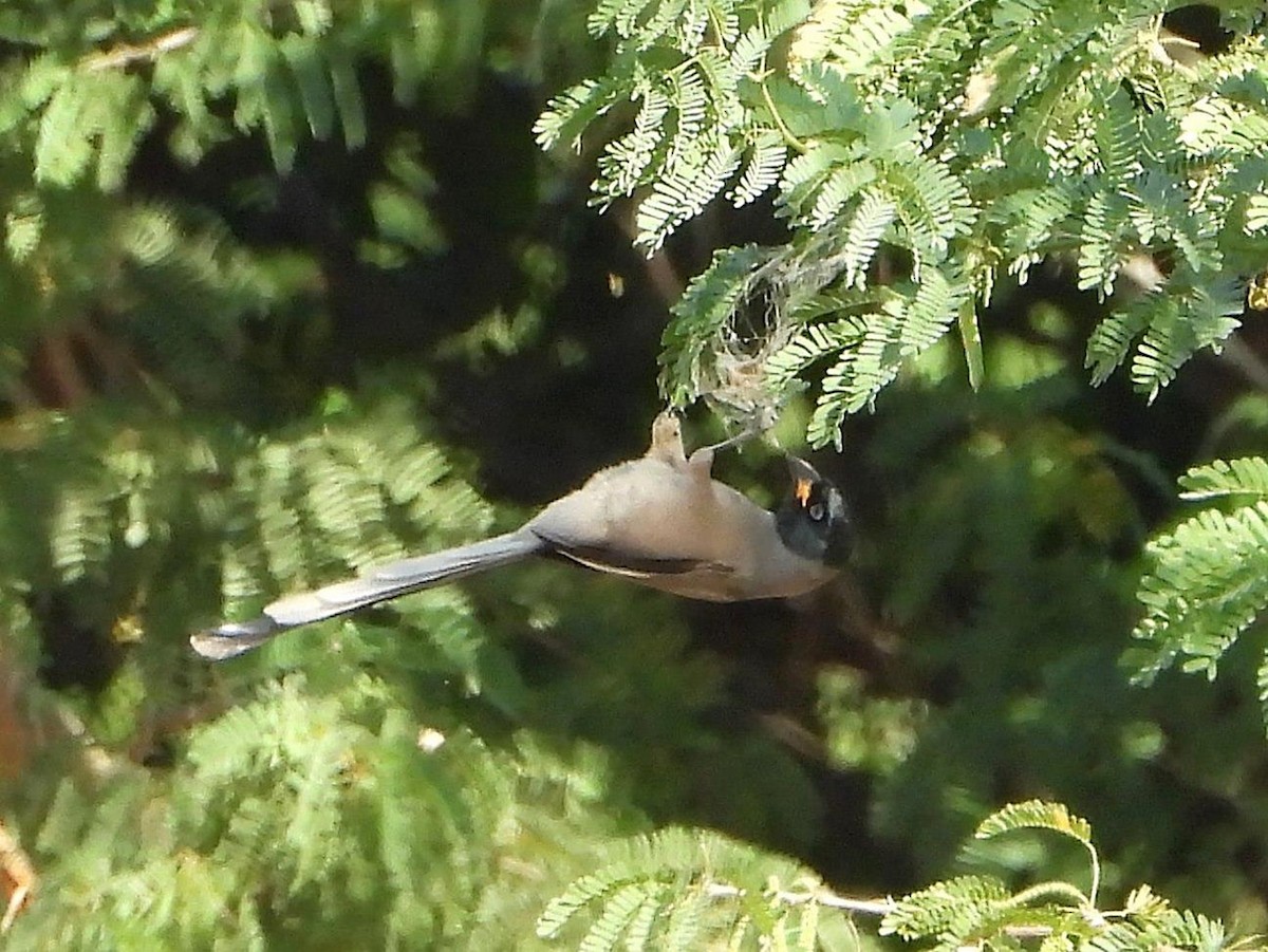 Hooded Treepie - Barry Reed