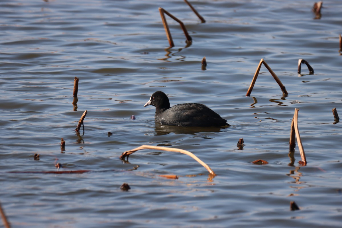 Eurasian Coot - ML614615110