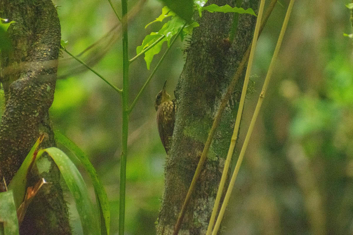 Lesser Woodcreeper - ML614615139