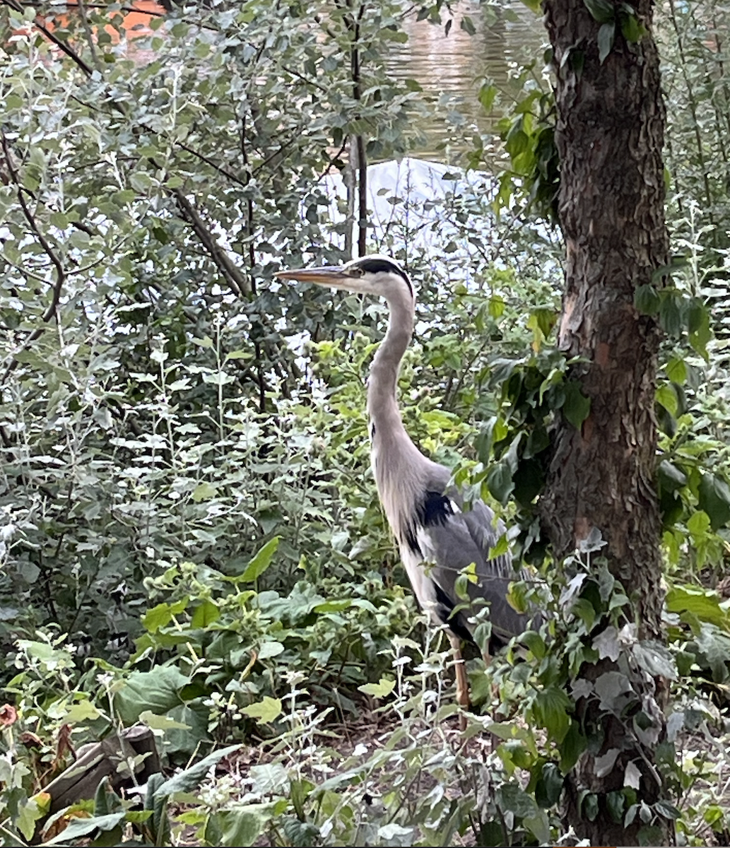 Gray Heron - Anne-Marie Laroche