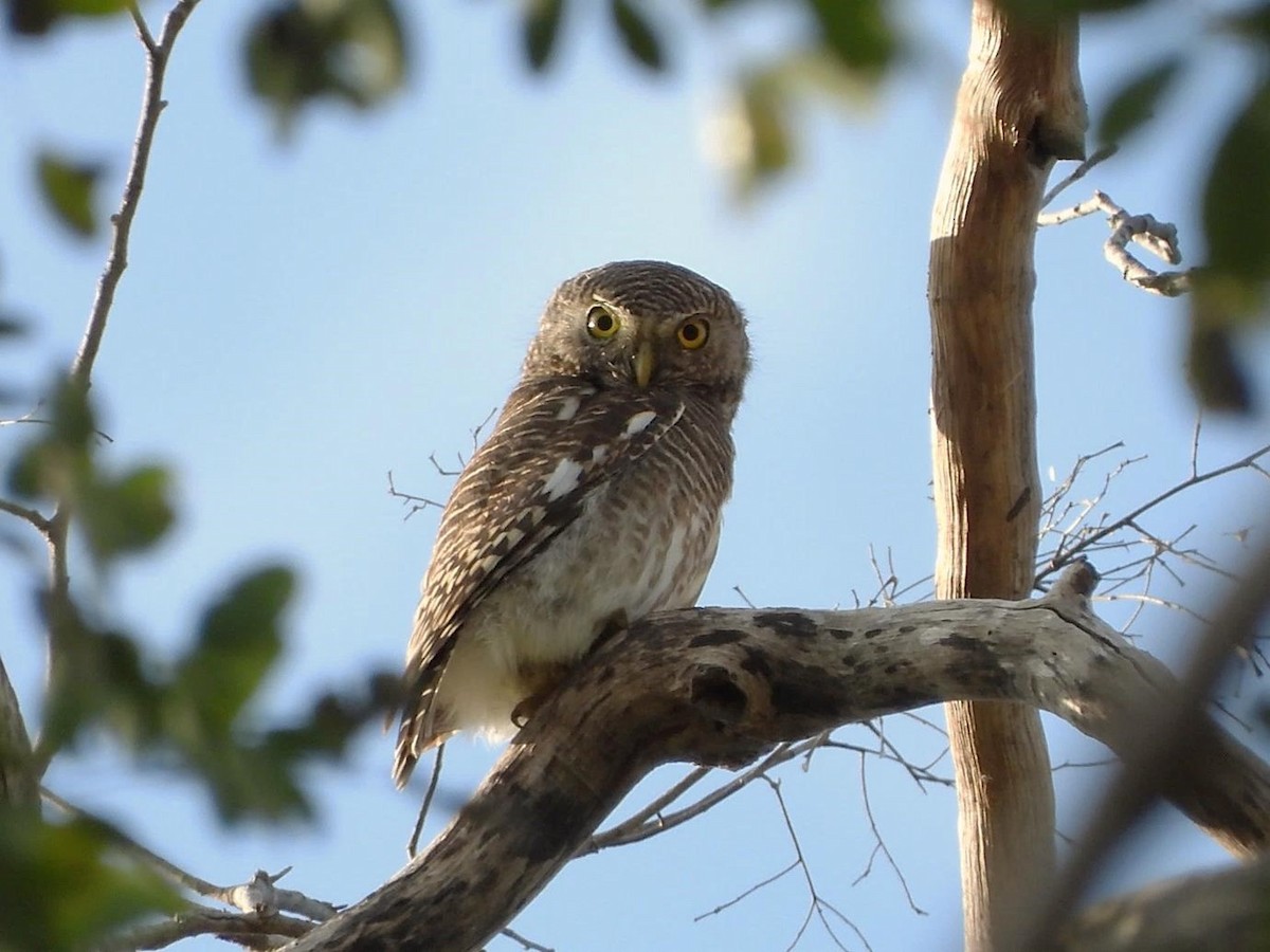 Asian Barred Owlet - ML614615238