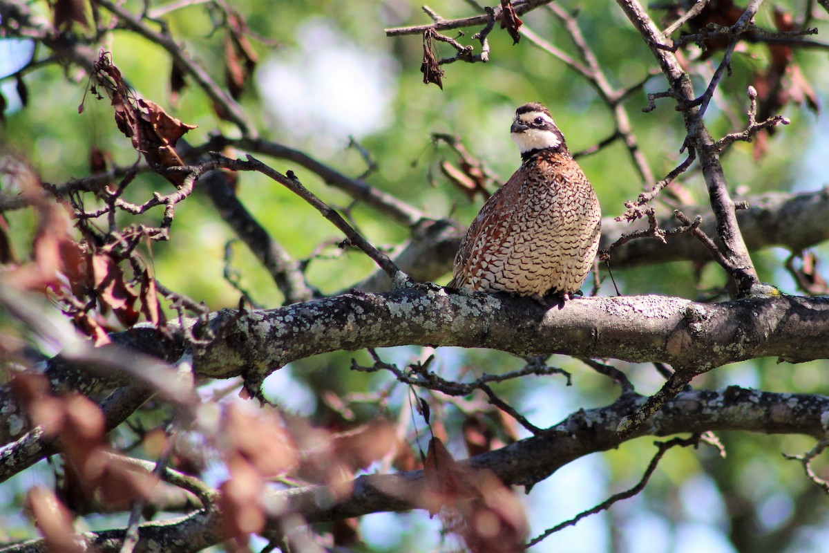 Northern Bobwhite - Tom McElfresh