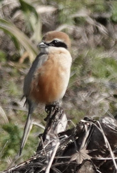 Bull-headed Shrike - ML614615311