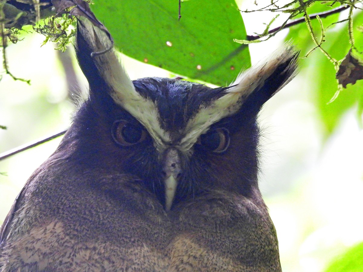 Crested Owl - ML614615321