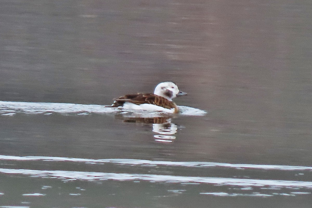 Long-tailed Duck - ML614615337