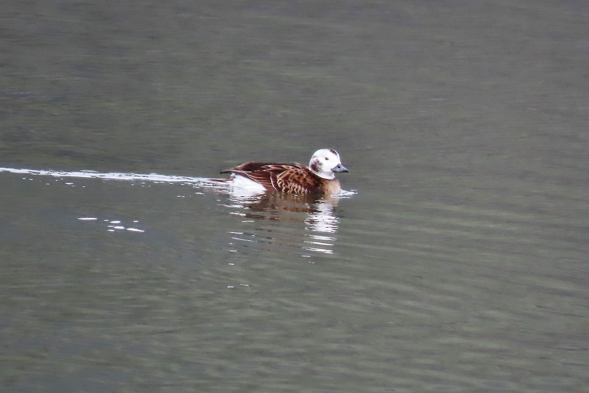 Long-tailed Duck - ML614615342