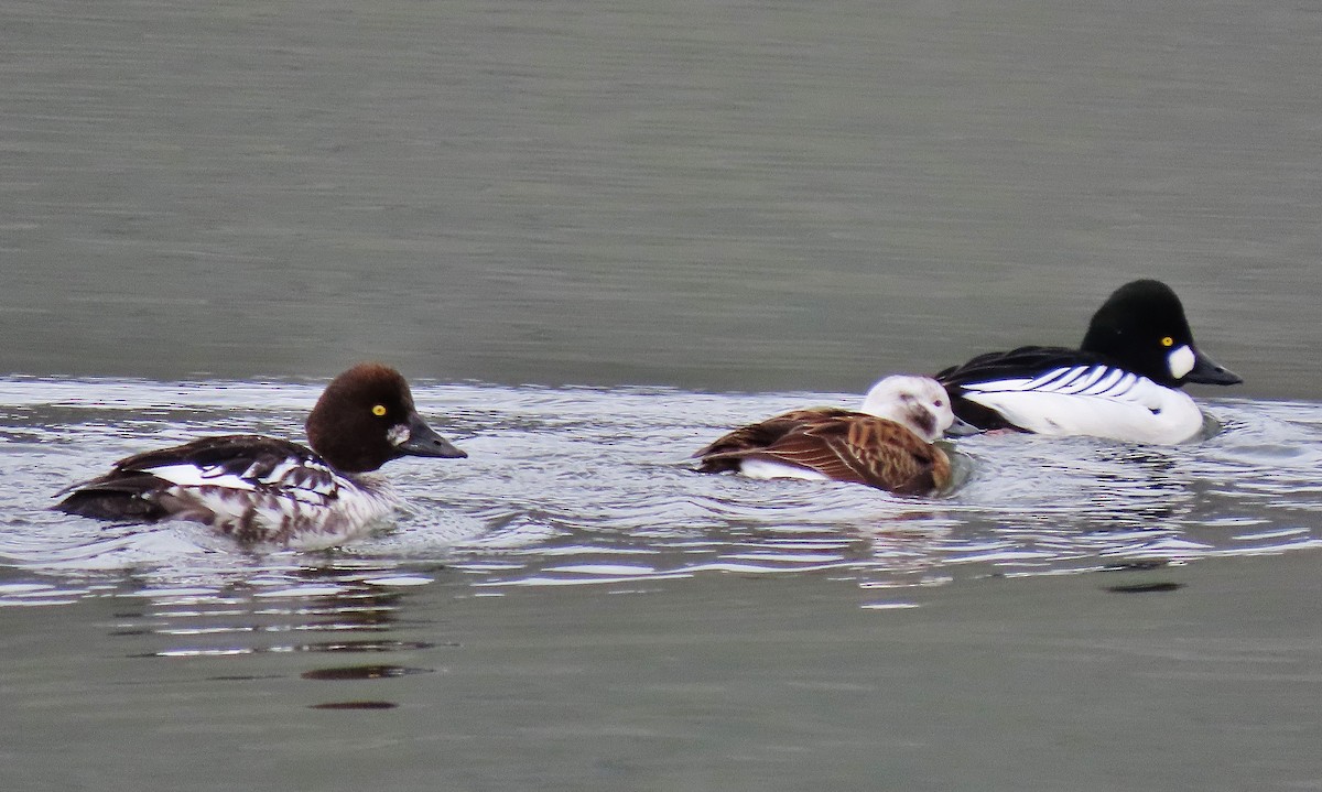 Long-tailed Duck - ML614615343