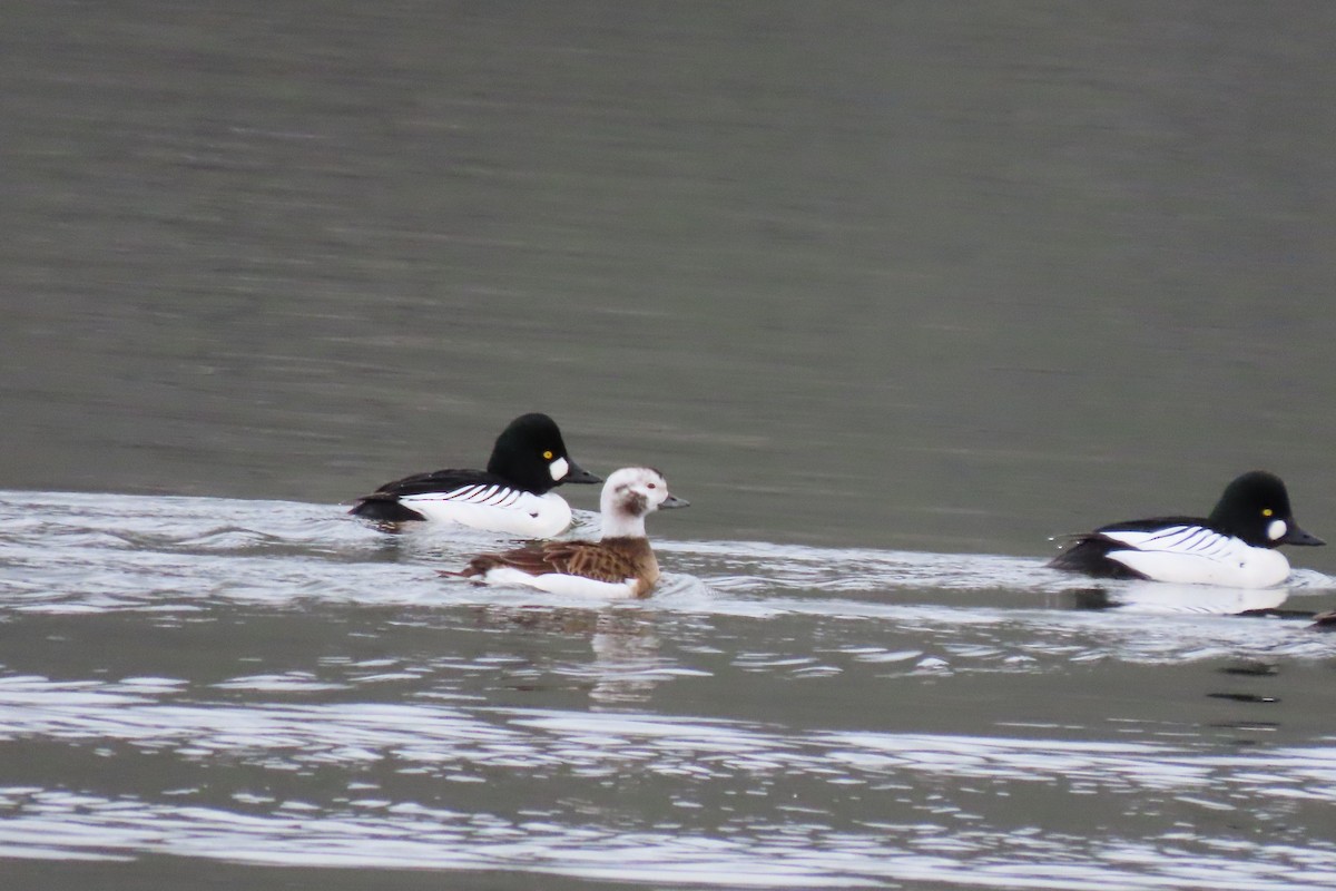 Long-tailed Duck - ML614615344