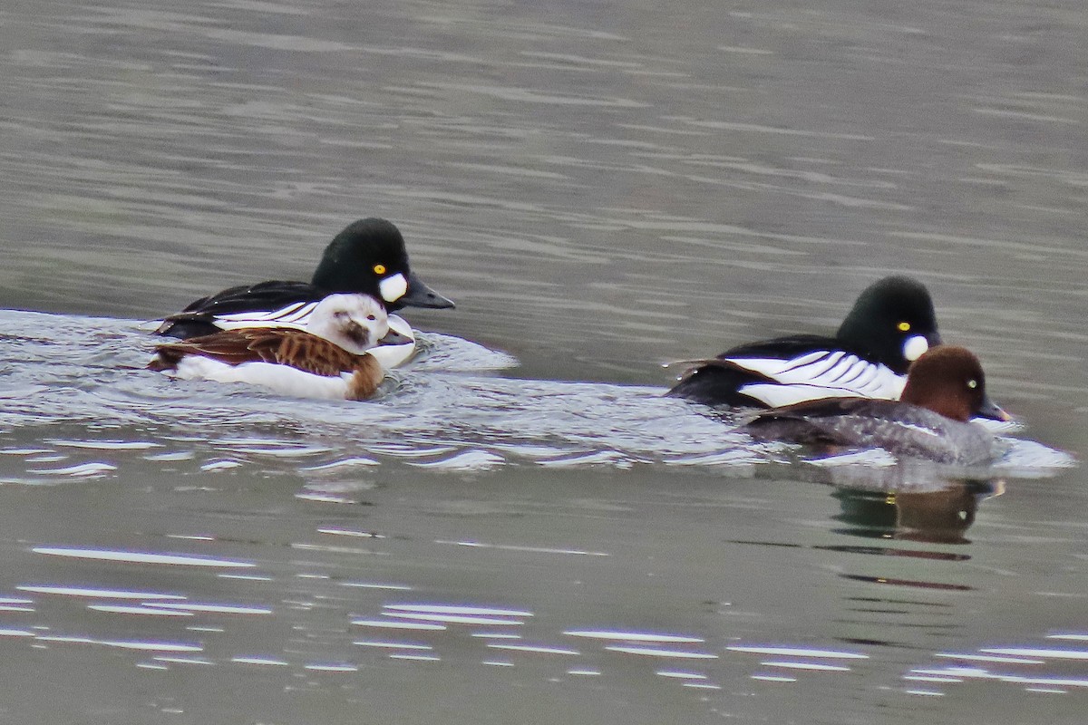 Long-tailed Duck - ML614615345