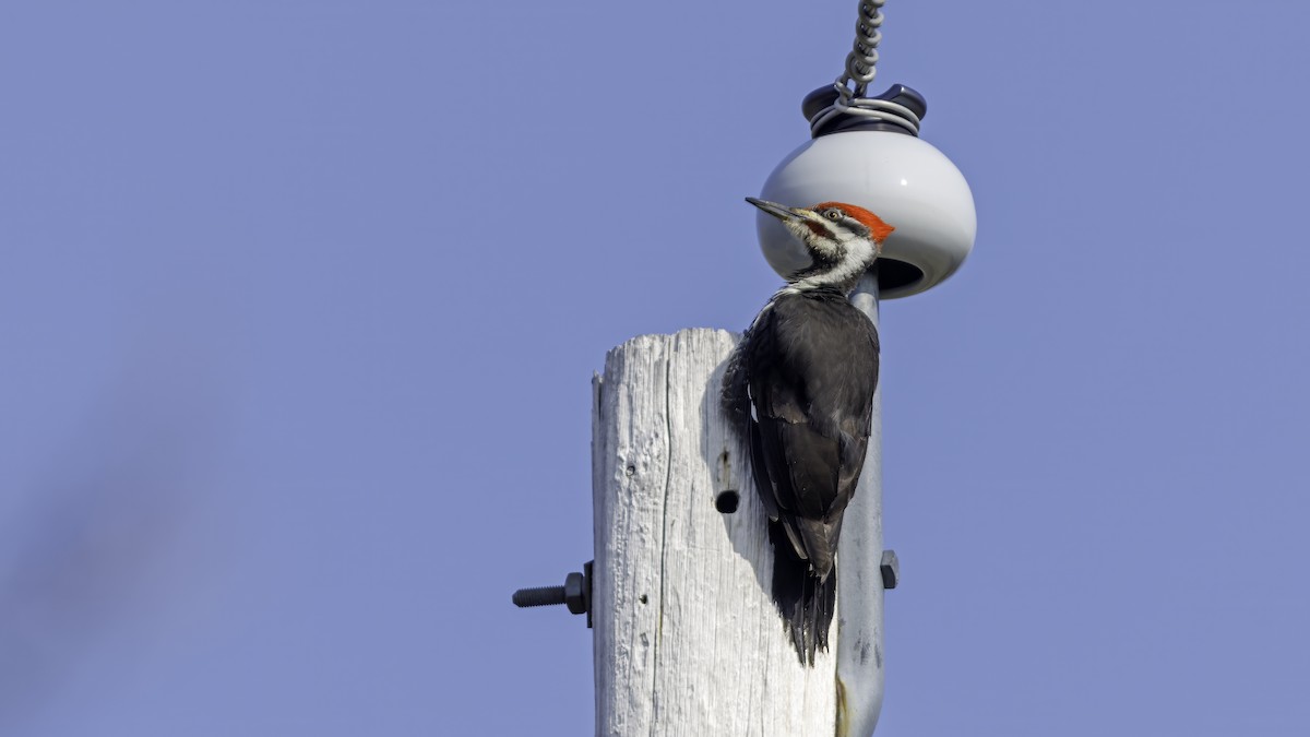 Pileated Woodpecker - Daniel Jauvin