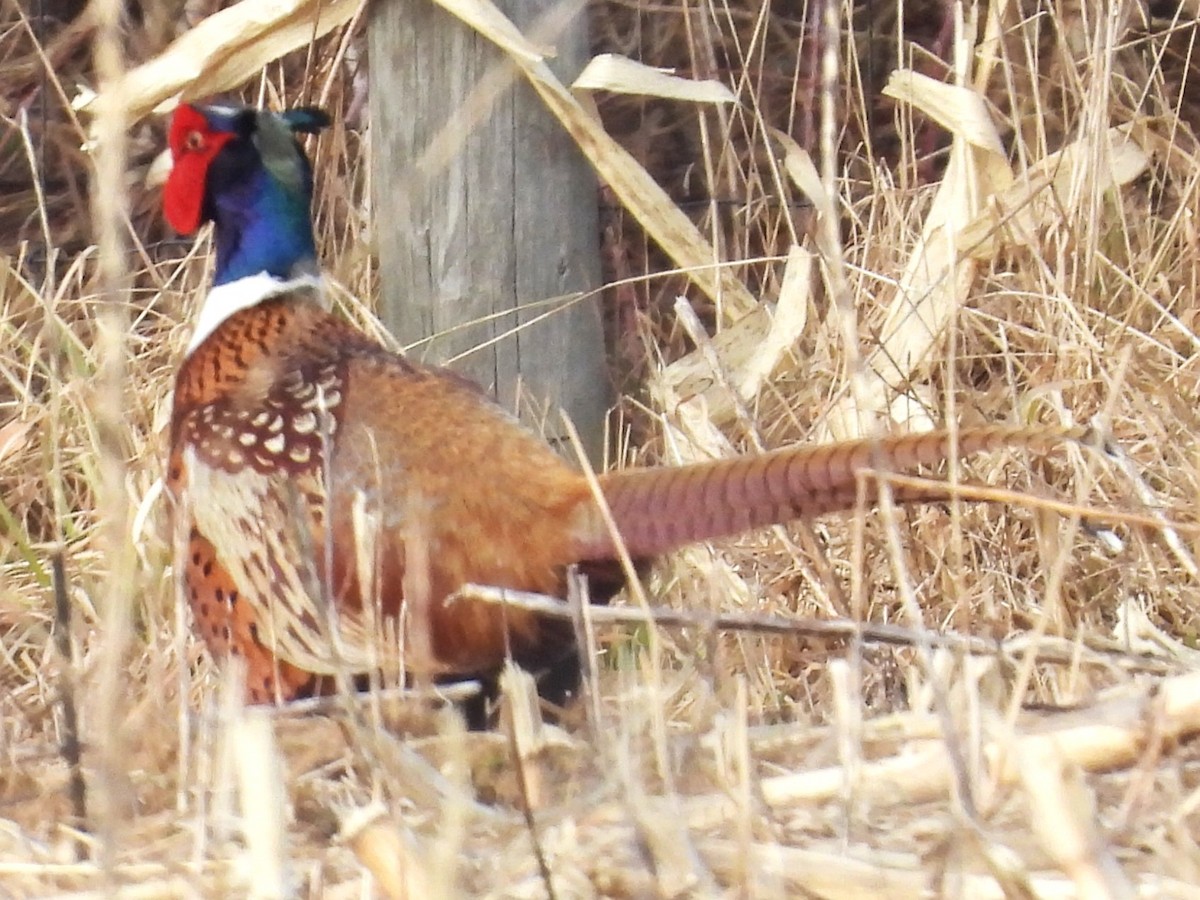 Ring-necked Pheasant - ML614615375