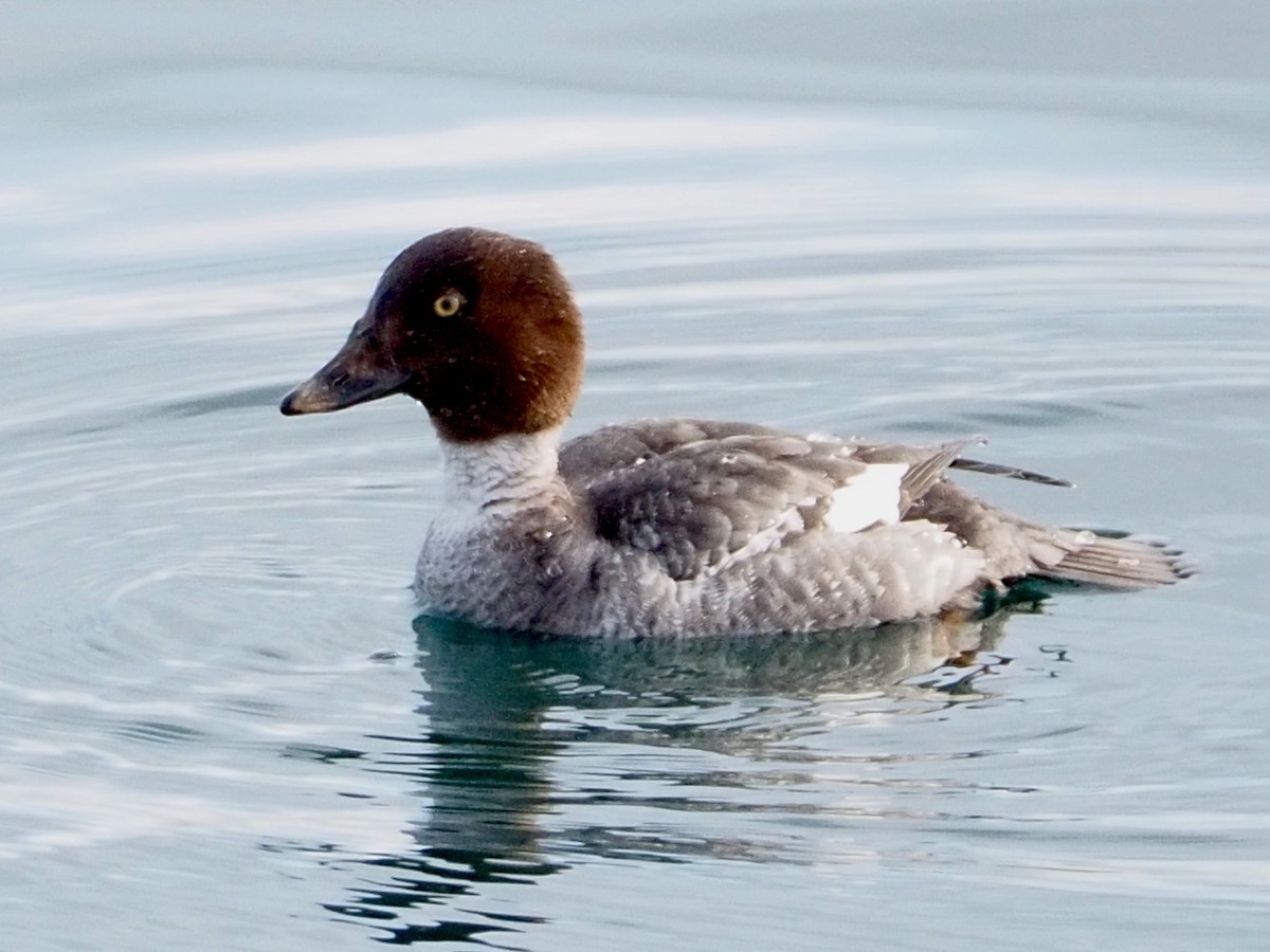 Common Goldeneye - ML614615396