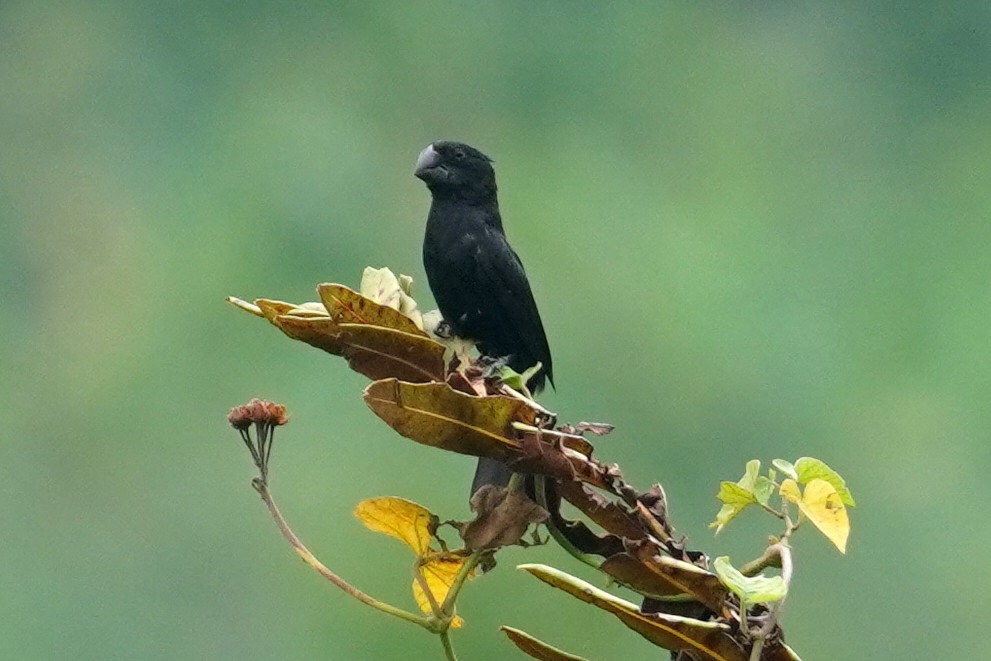 Black-billed Seed-Finch - ML614615399