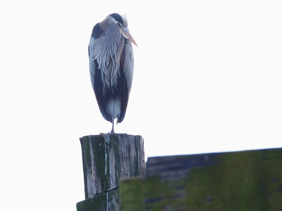 Great Blue Heron - ML614615430