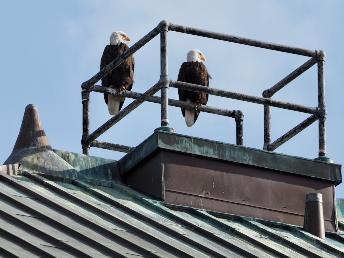 Bald Eagle - ML614615436