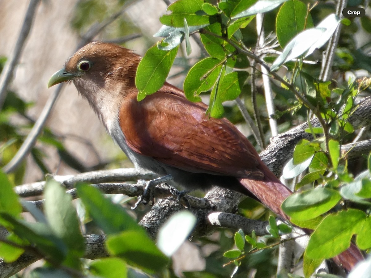 Mangrove Cuckoo - ML614615459