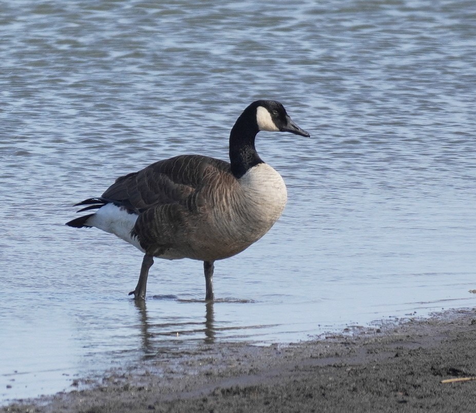 Canada Goose - ML614615472