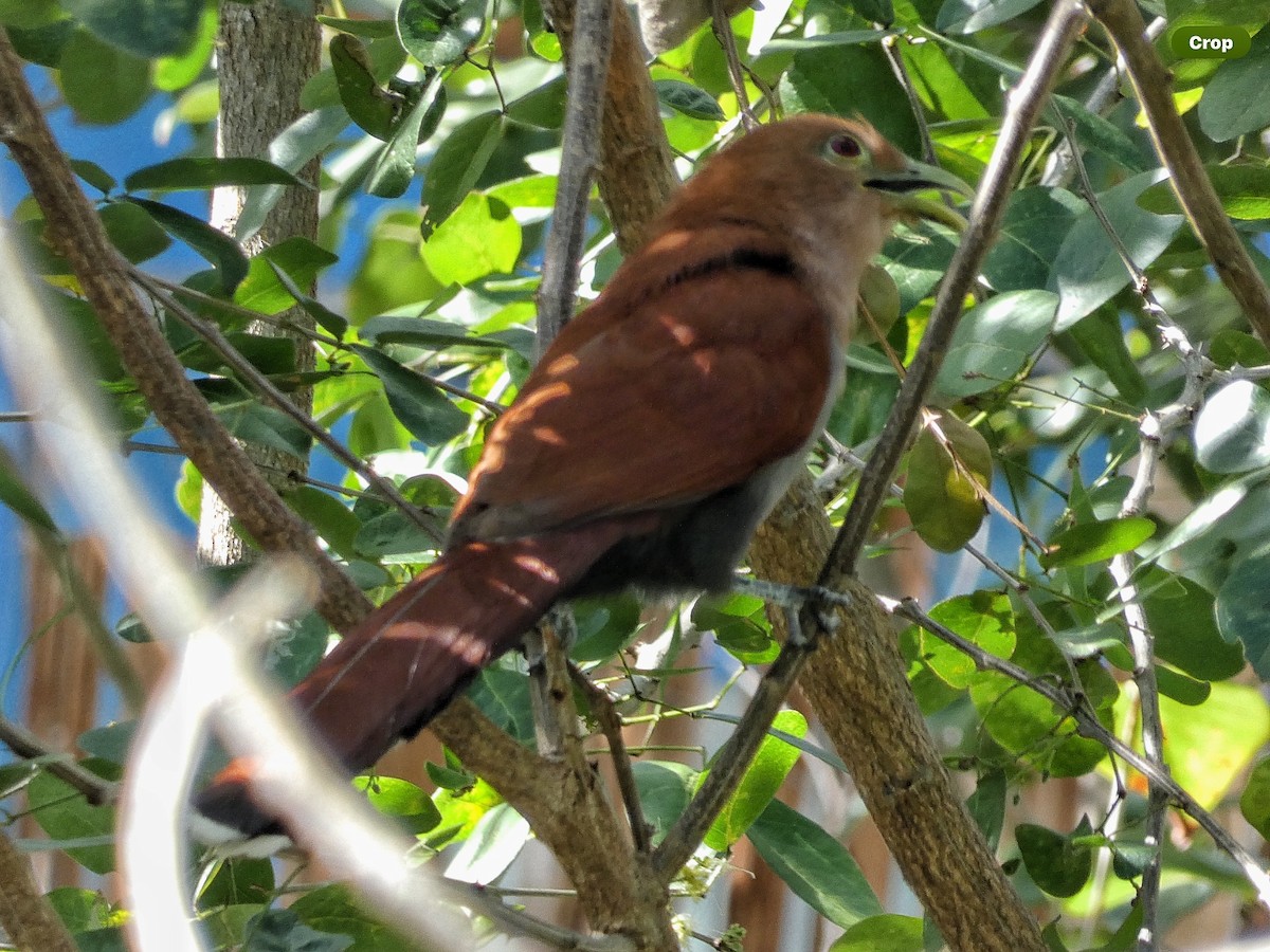 Mangrove Cuckoo - ML614615474