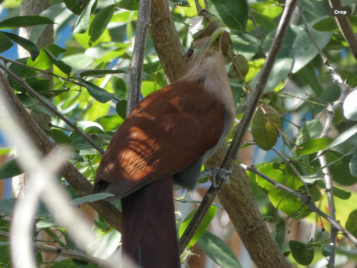 Mangrove Cuckoo - ML614615475