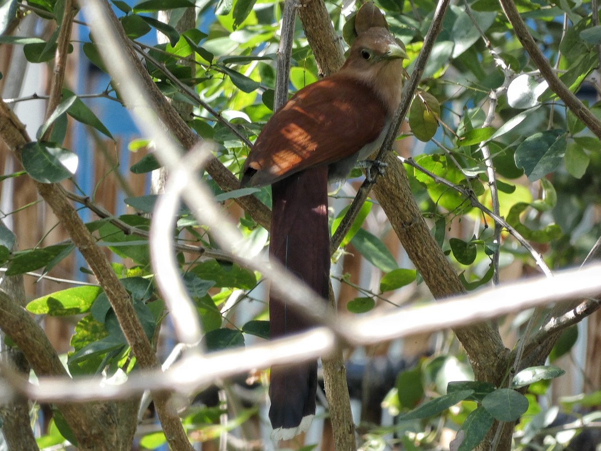 Mangrove Cuckoo - ML614615476