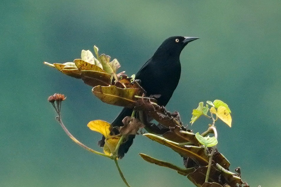 Pale-eyed Blackbird - ML614615481