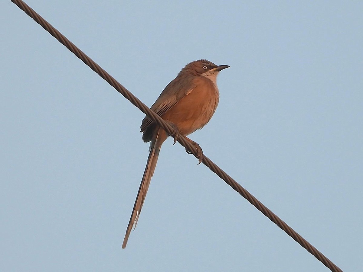 White-throated Babbler - ML614615489