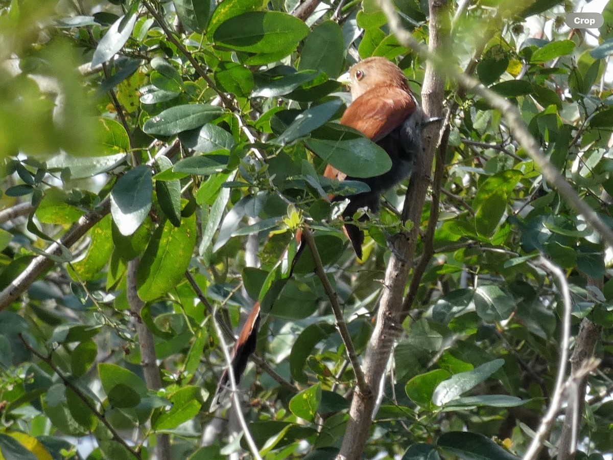 Mangrove Cuckoo - ML614615492