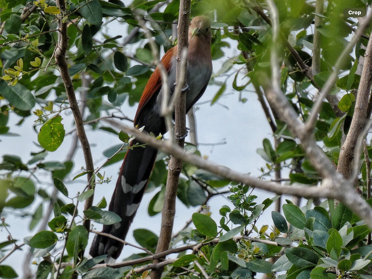 Mangrove Cuckoo - ML614615493