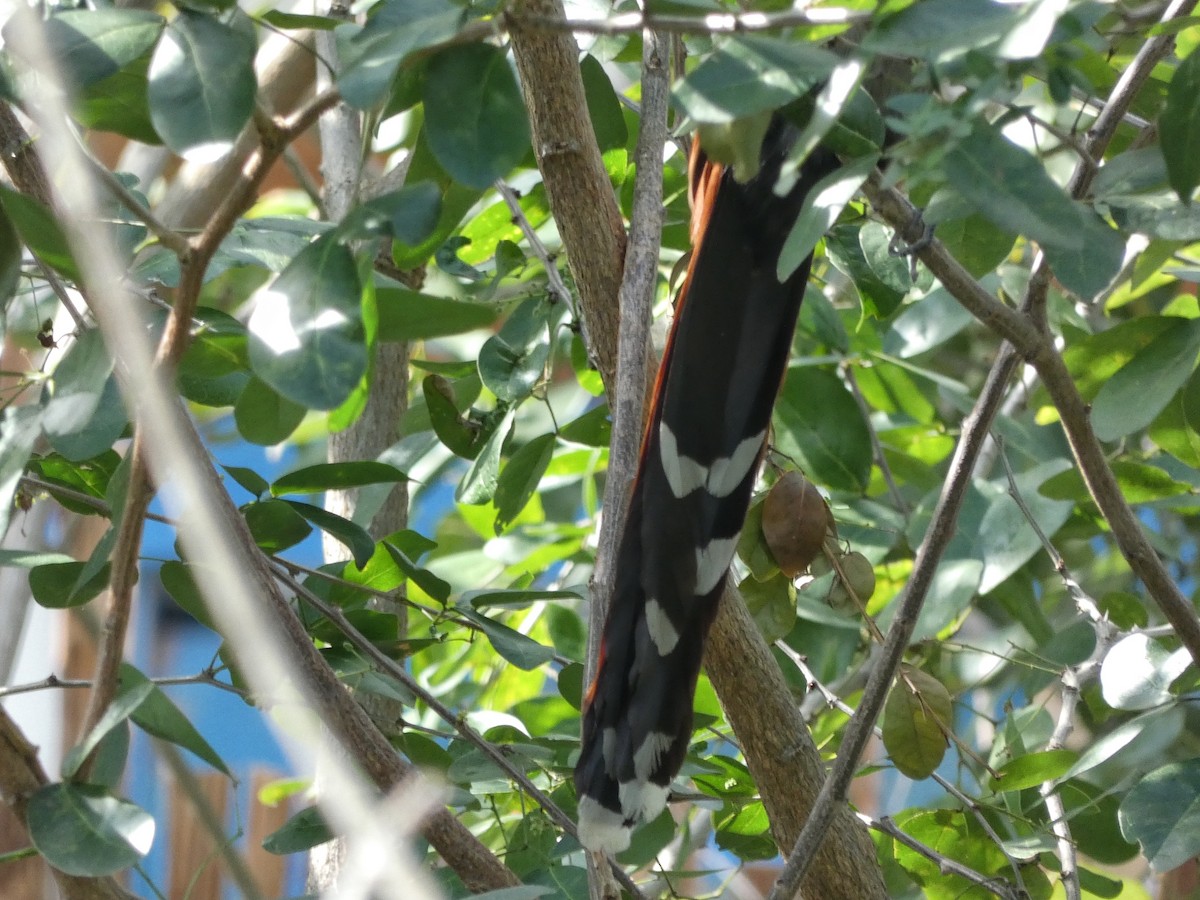 Mangrove Cuckoo - ML614615494