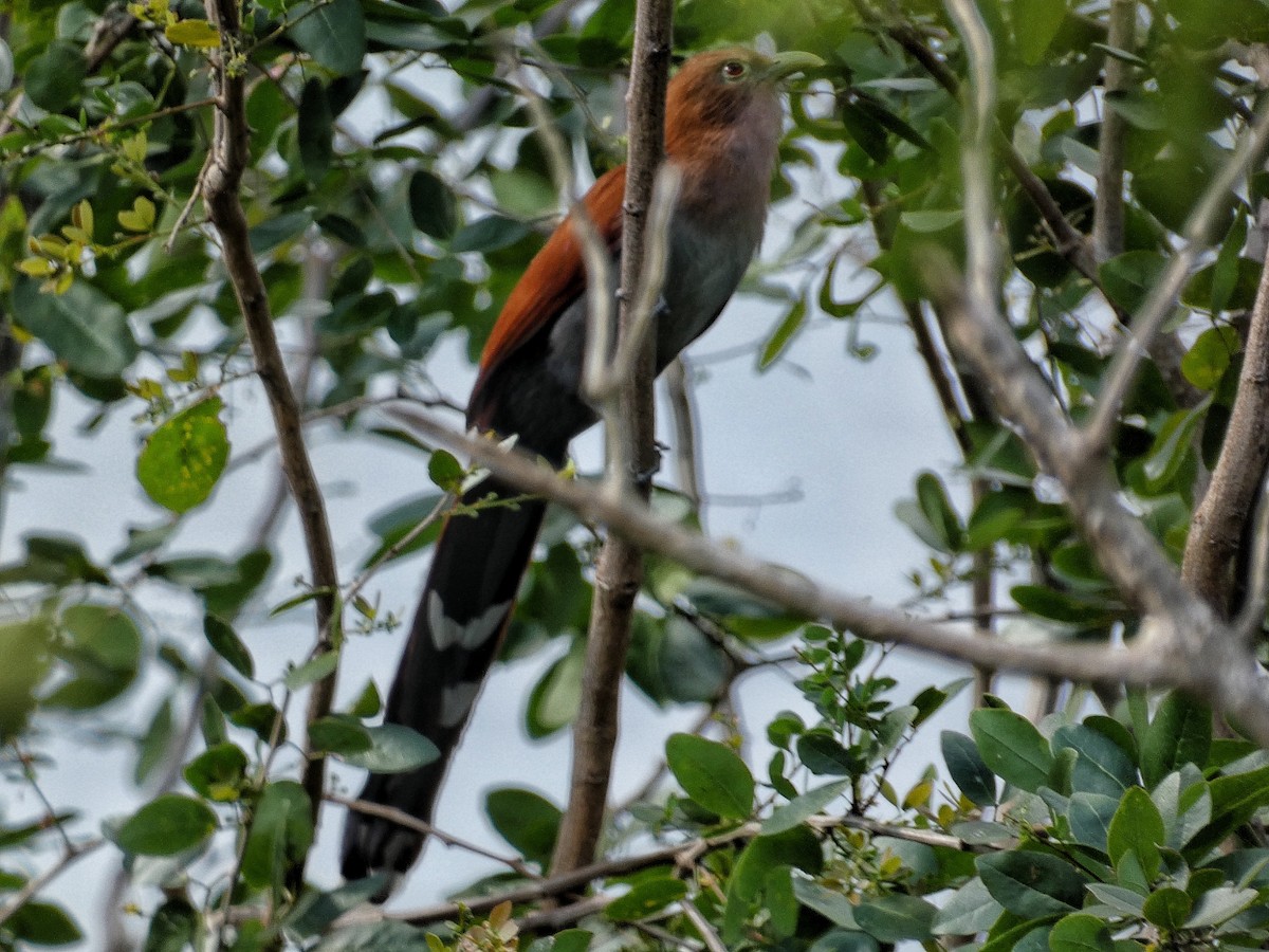 Mangrove Cuckoo - ML614615495