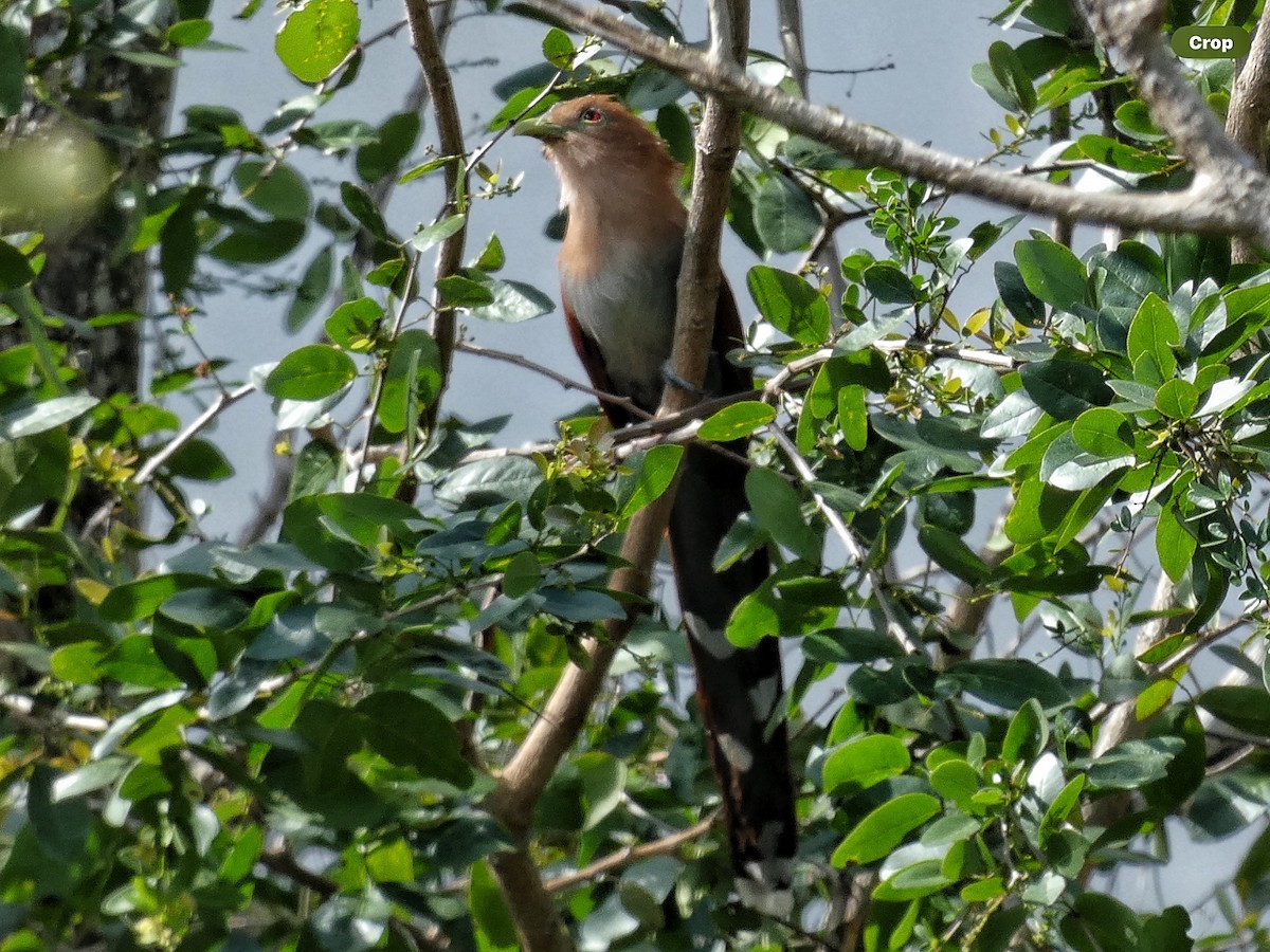 Mangrove Cuckoo - ML614615497