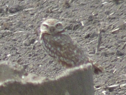 Burrowing Owl - ML614615514