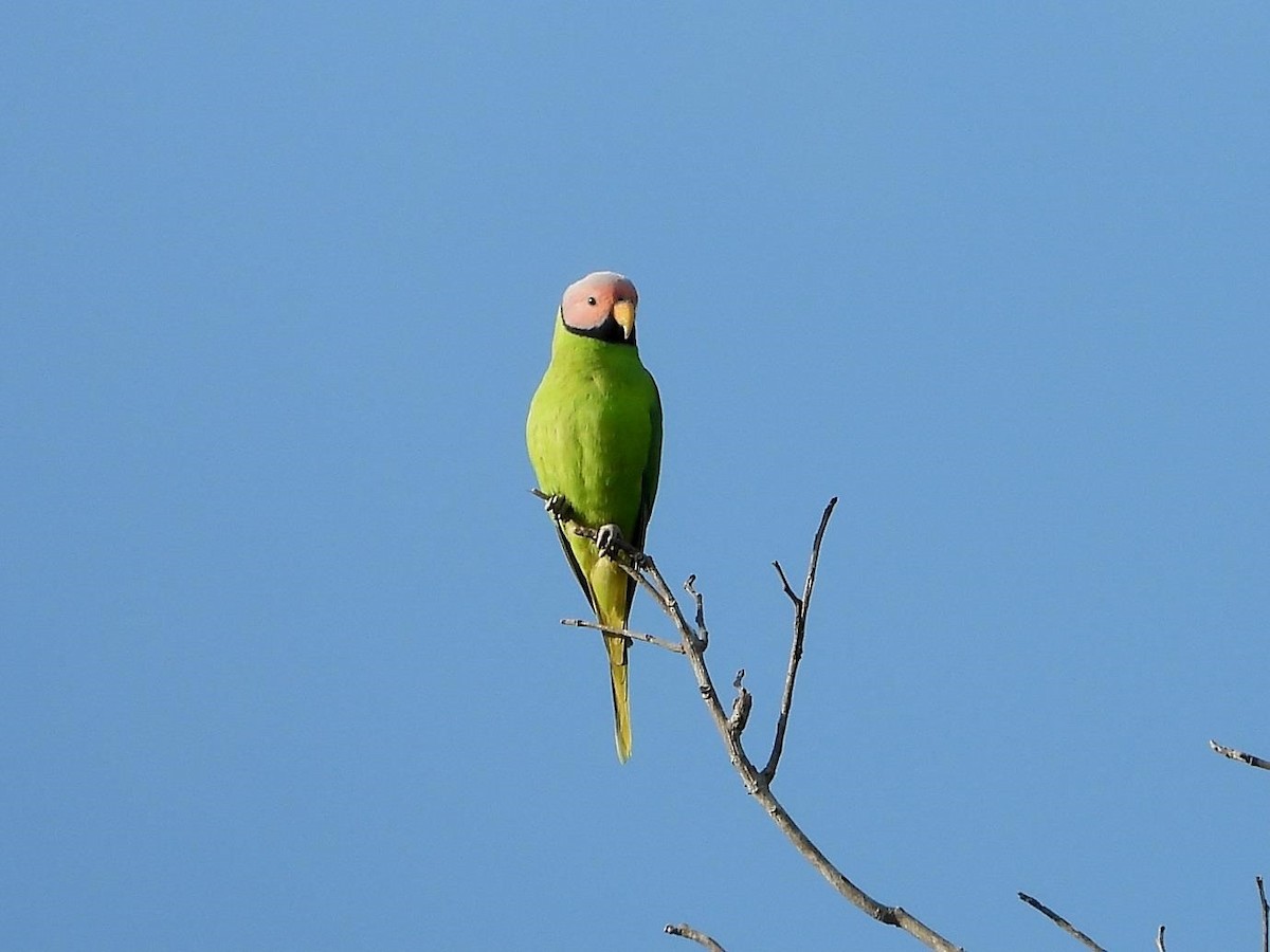 Blossom-headed Parakeet - Barry Reed