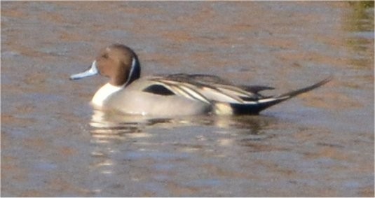 Northern Pintail - ML614615555