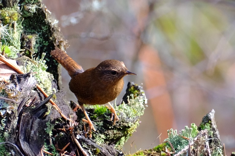 Pacific Wren - Ben Bright