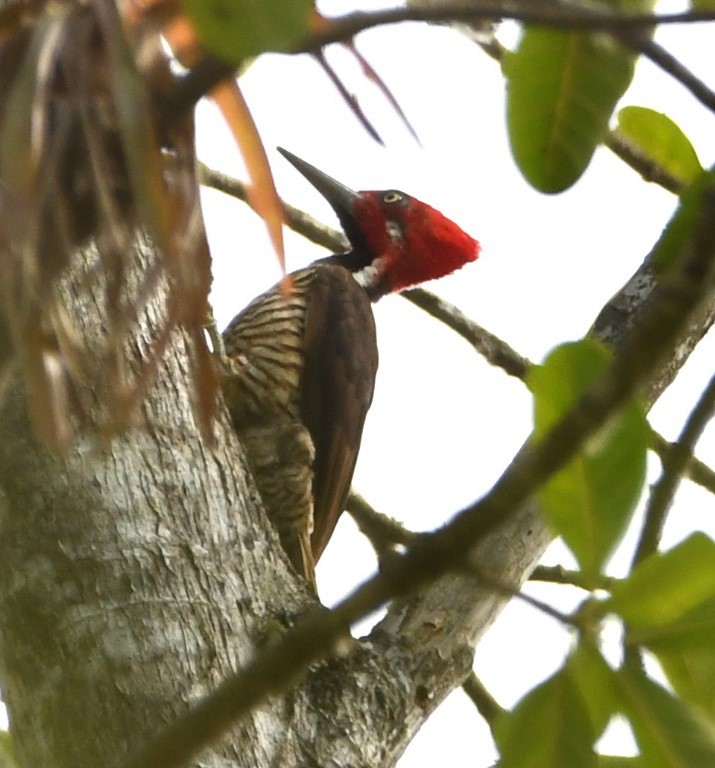 Guayaquil Woodpecker - Steve Davis