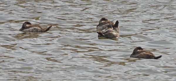 Ruddy Duck - ML614615657