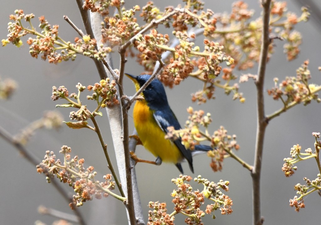 Tropical Parula - Steve Davis