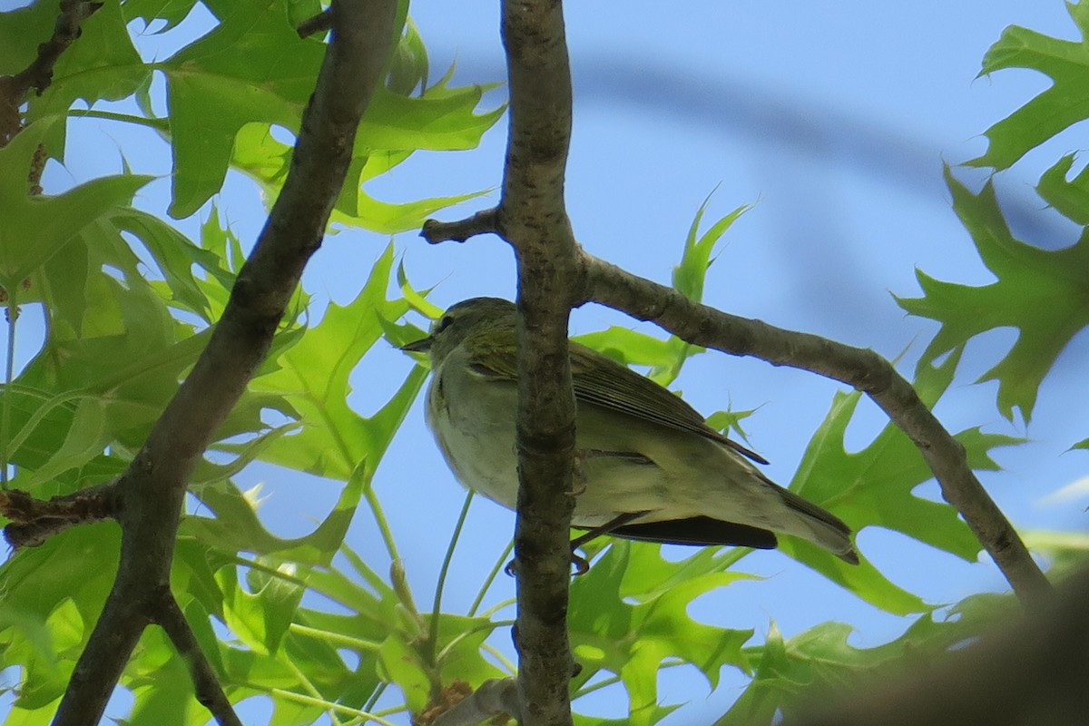 Tennessee Warbler - ML614615735