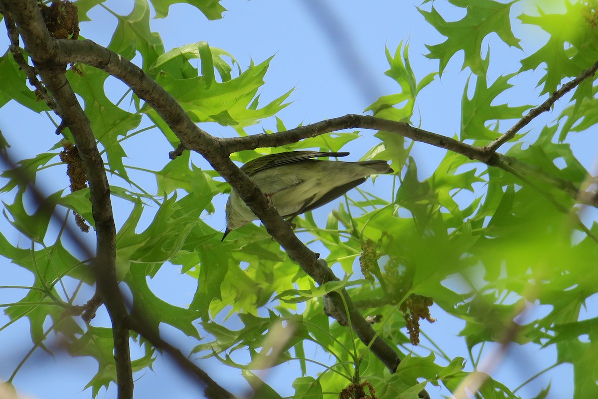 Tennessee Warbler - ML614615736