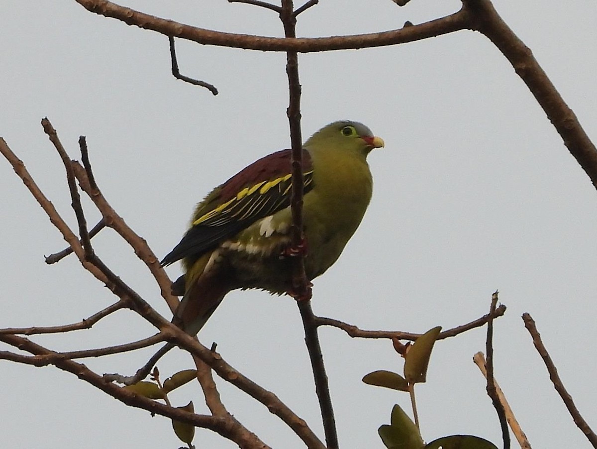 Thick-billed Green-Pigeon - ML614615764