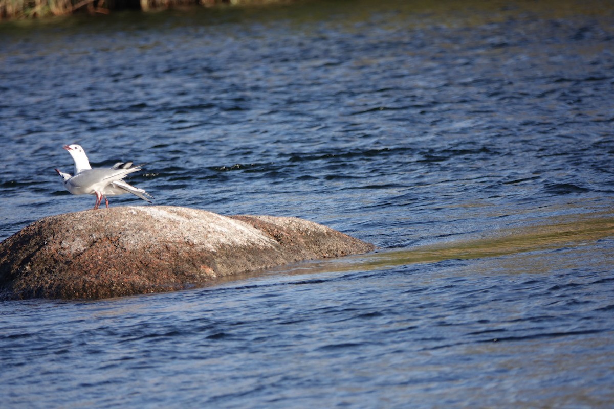 Black-headed Gull - ML614615768