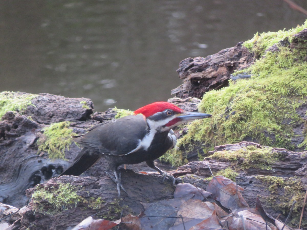 Pileated Woodpecker - ML614615777