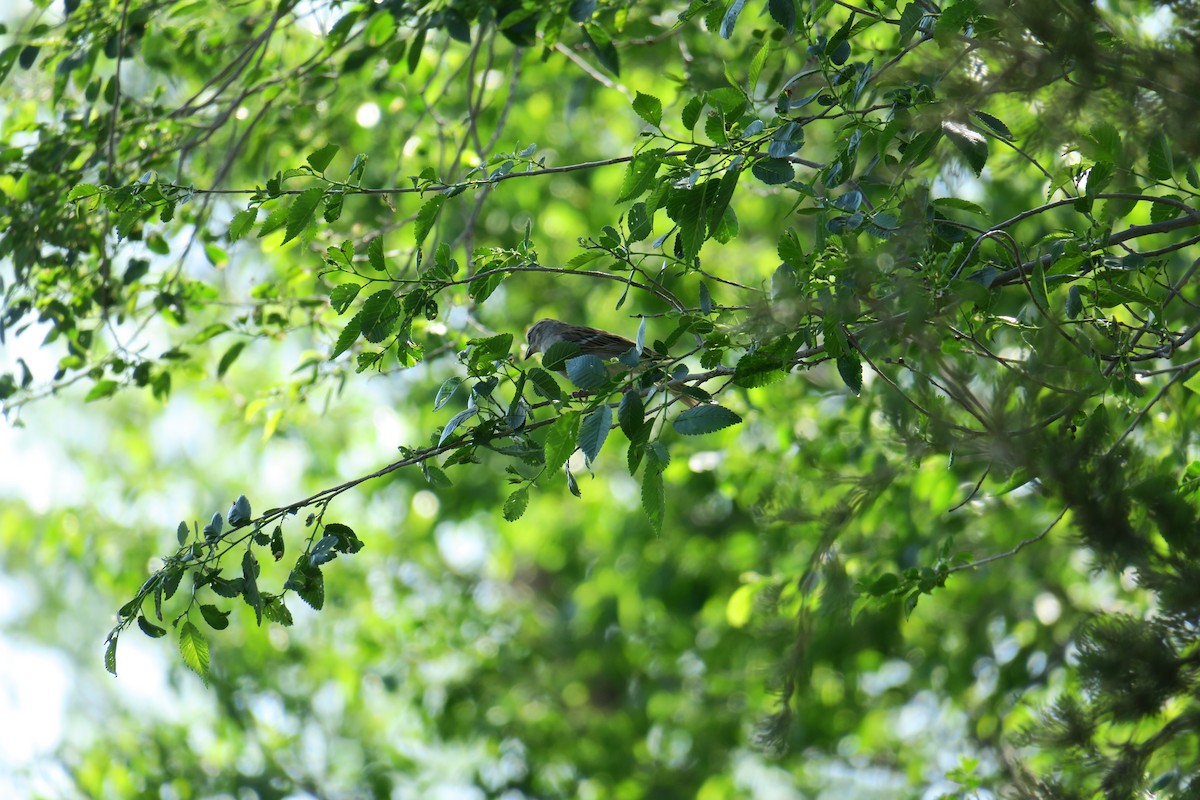 Chipping Sparrow - ML614615788