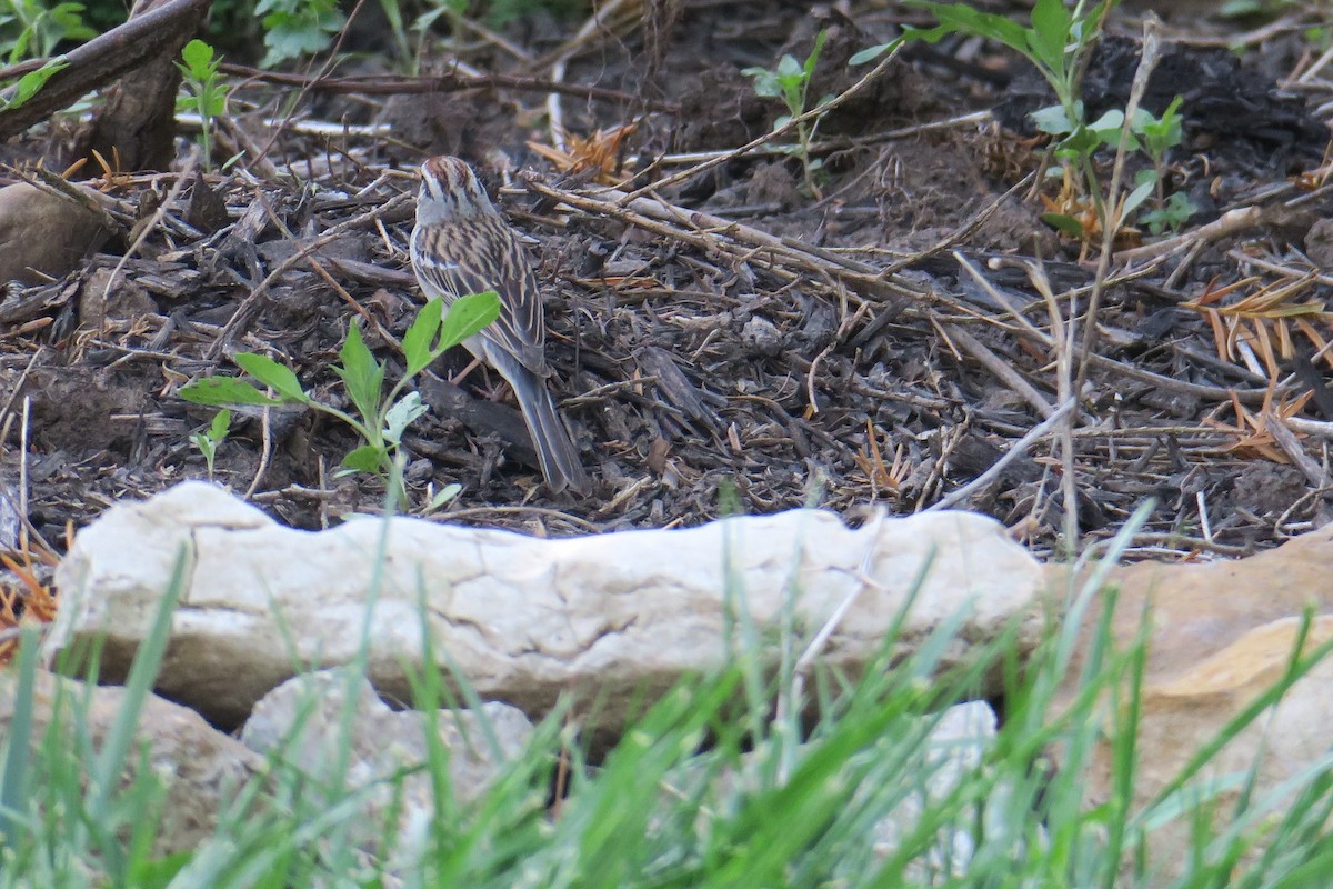 Chipping Sparrow - ML614615789