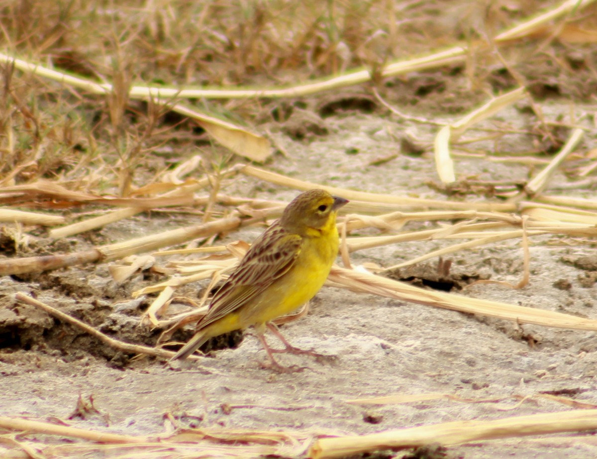 Grassland Yellow-Finch - ML614615877