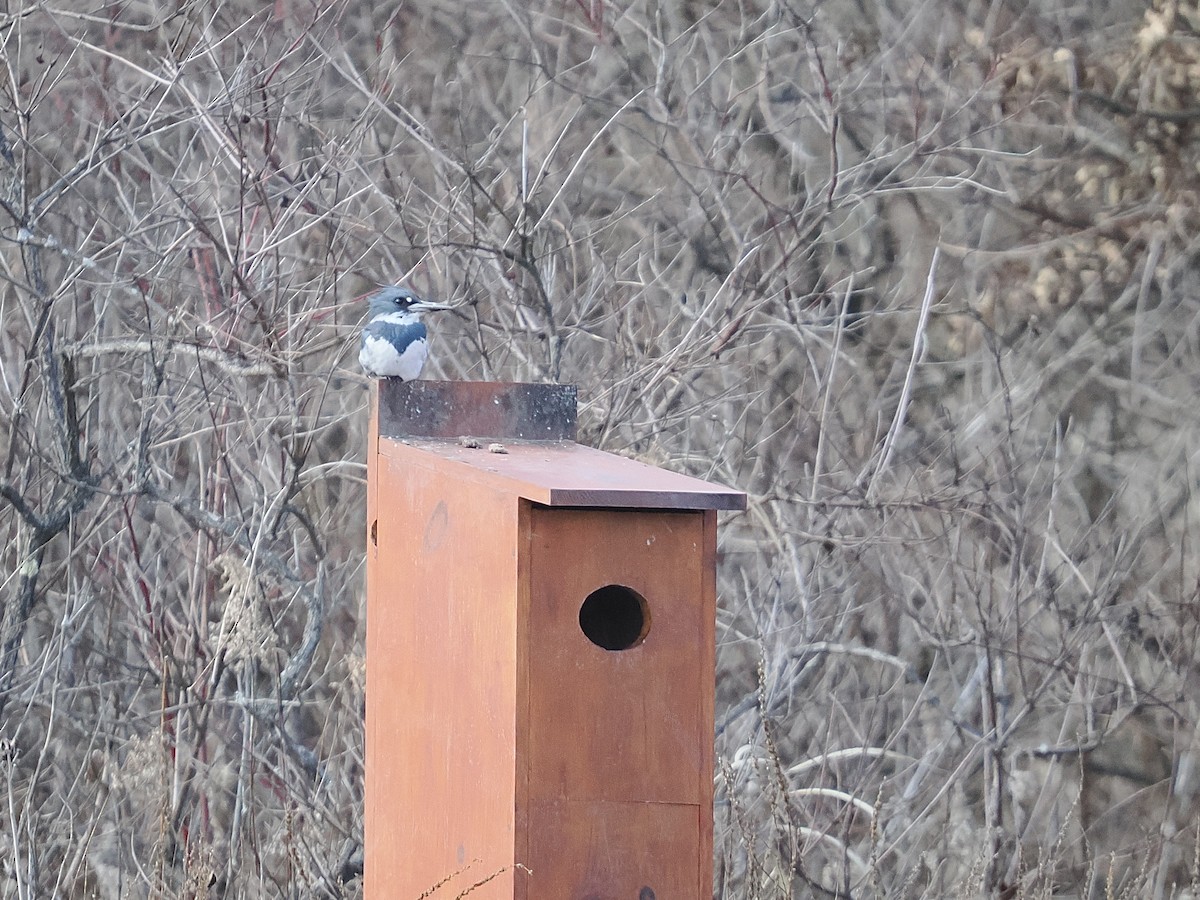 Belted Kingfisher - Kenneth Tucker