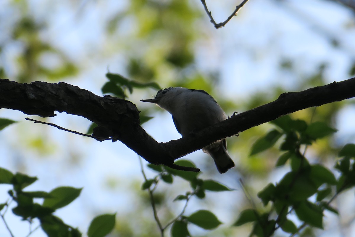 White-breasted Nuthatch - ML614615938