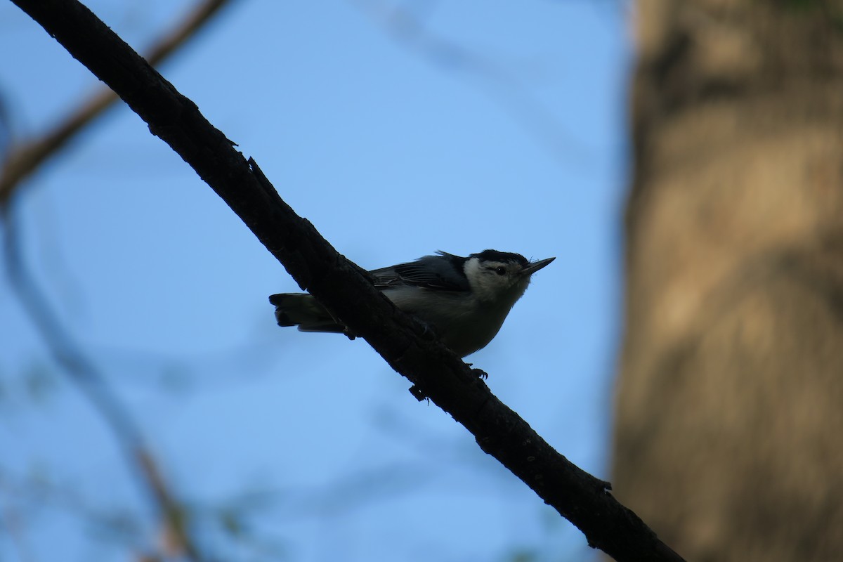 White-breasted Nuthatch - ML614615939